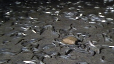 Nature Season 12 Episode 8