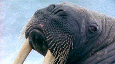 Nature Season 16 Episode 1