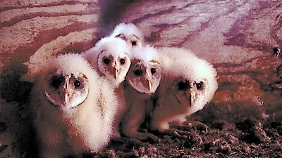 Nature Season 19 Episode 3