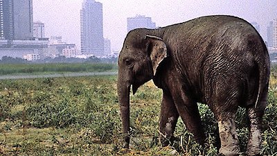 Nature Season 19 Episode 4