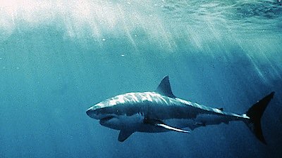 Nature Season 22 Episode 4