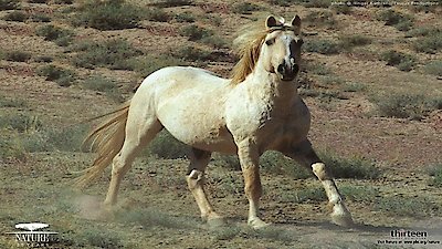 Nature Season 22 Episode 5