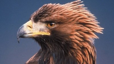 Nature Season 22 Episode 7