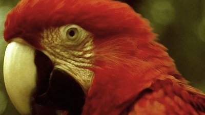 Nature Season 22 Episode 9