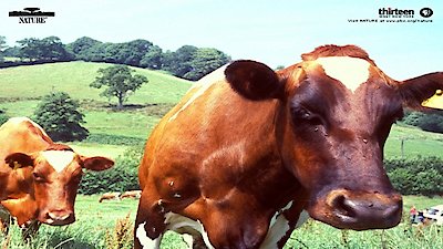 Nature Season 22 Episode 10