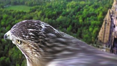 Nature Season 22 Episode 14