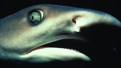 Nature Season 23 Episode 2