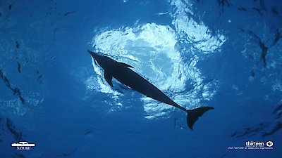 Nature Season 23 Episode 13