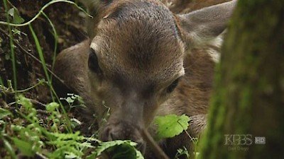 Nature Season 26 Episode 13