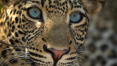 Nature Season 39 Episode 11