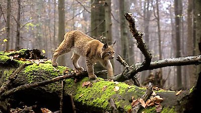 Nature Season 28 Episode 7