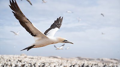 Nature Season 40 Episode 9