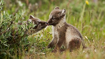 Nature Season 40 Episode 12