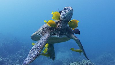 Nature Season 41 Episode 6