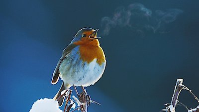 Nature Season 41 Episode 12