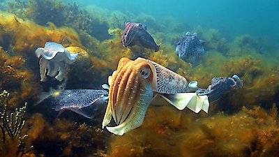 Nature Season 42 Episode 3