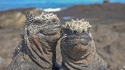 Nature Season 42 Episode 4