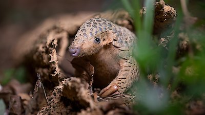 Nature Season 42 Episode 7