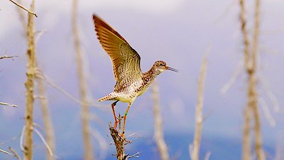 Nature Season 42 Episode 9