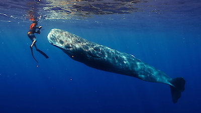 Nature Season 42 Episode 11