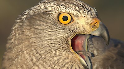 Nature Season 42 Episode 12