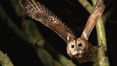 Nature Season 42 Episode 13