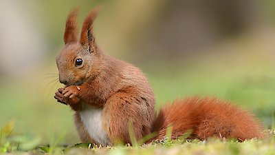 Nature Season 42 Episode 16