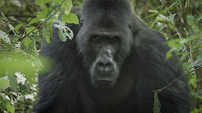 Nature Season 43 Episode 1