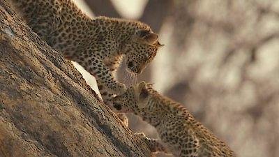 Nature Season 43 Episode 6