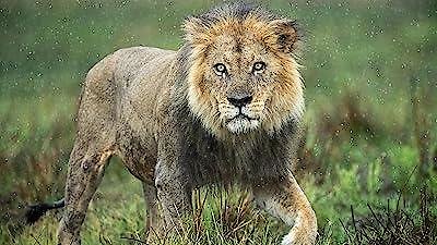 Nature Season 43 Episode 7