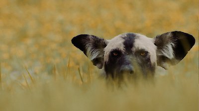 Nature Season 43 Episode 10