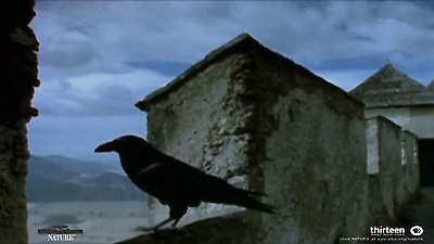 Nature Season 20 Episode 12