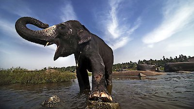 Nature Season 15 Episode 7