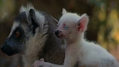 Nature Season 15 Episode 8