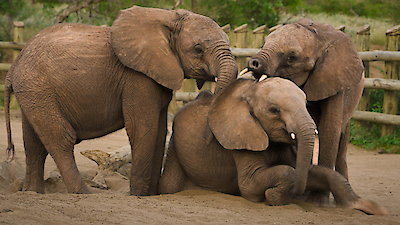 Nature Season 44 Episode 11