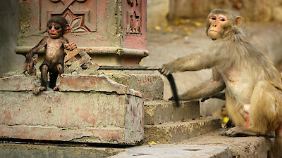 Nature Season 35 Episode 11