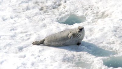 Bizarre Foods with Andrew Zimmern Season 5 Episode 5