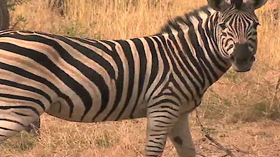 Bizarre Foods with Andrew Zimmern Season 6 Episode 14