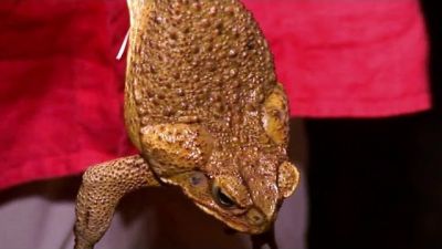 Bizarre Foods with Andrew Zimmern Season 11 Episode 10