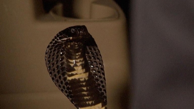 Wild Transport Season 1 Episode 1