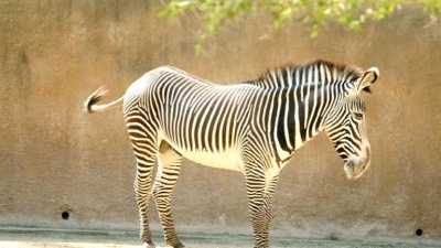 Wild Transport Season 1 Episode 4