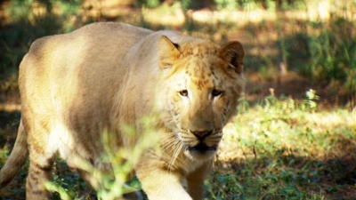 Wild Transport Season 1 Episode 7