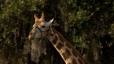 Wild Transport Season 1 Episode 8