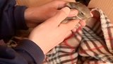 Risky Rabbit Rescue
