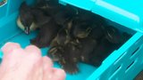 Detaining Delicate Ducklings