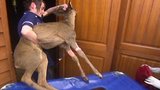 Dramatic Deer Downfall
