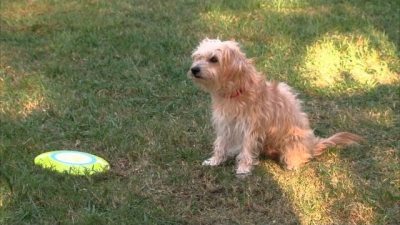 Mutt & Stuff Season 1 Episode 1