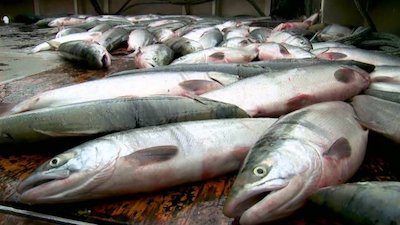 Alaska Battle on the Bay Season 1 Episode 7