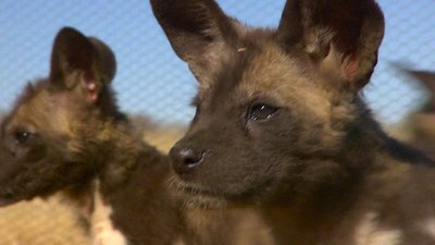 Wild Animal Orphans Season 1 Episode 1