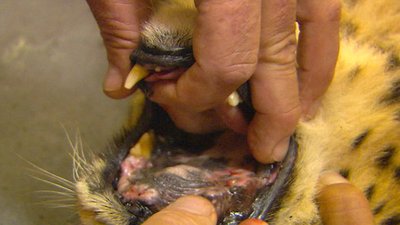 Wild Animal Orphans Season 1 Episode 11